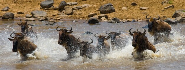 Gnoes steken de Mara-rivier over