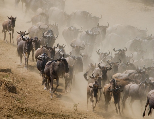 Gnoes volgen elkaar in de savanne. Grote migratie. Kenia. Tanzania. Masai Mara Nationaal Park.