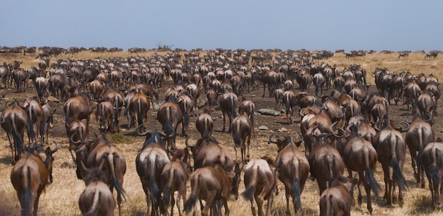 Gnoes volgen elkaar in de savanne. Grote migratie. Kenia. Tanzania. Nationaal park Masai Mara.