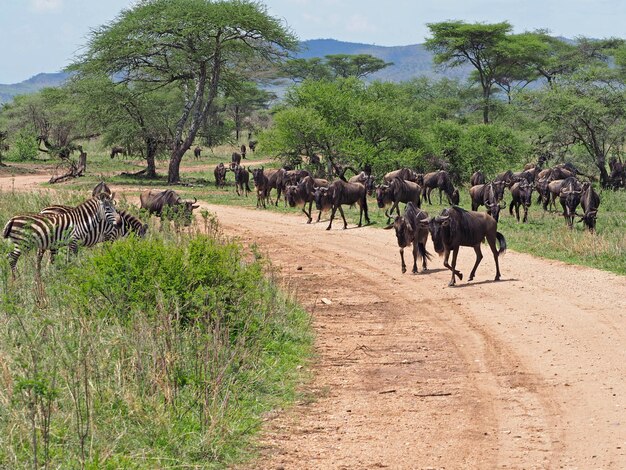 Foto antilope gnu la fauna selvatica in africa safari