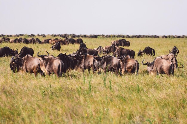 Photo gnu antelopes grazing on field