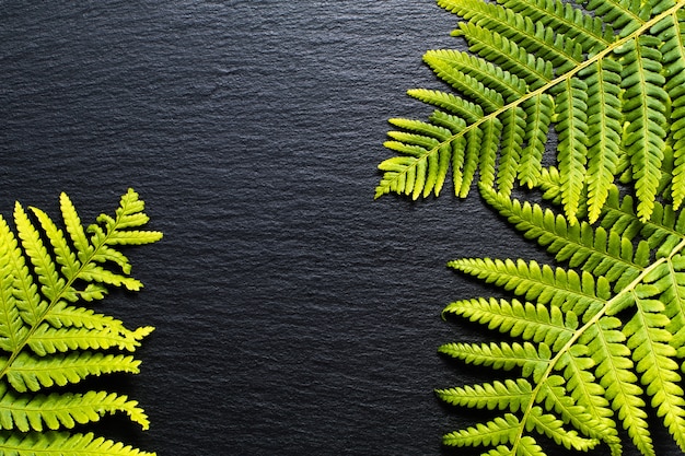 Go Green background ferns leave on black slate stone background