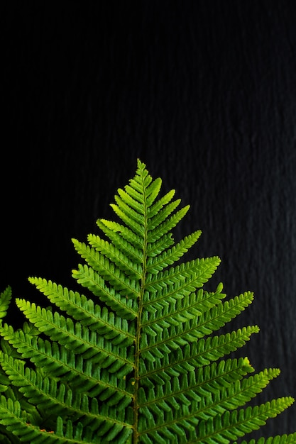 Go Green background ferns leave on black slate stone background