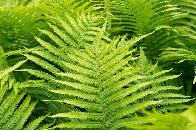 Go green and natural. Green fern tree growing in summer. Fern with green leaves on natural background. Green is the color of spring and hope.