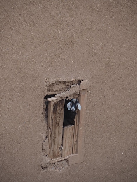 Goat in an adobe window