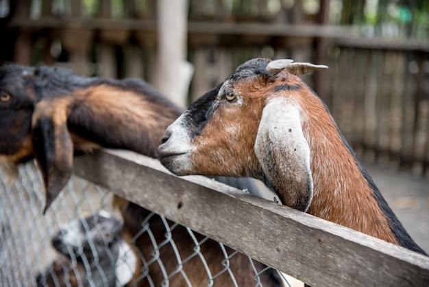 写真 ペッチャブン州の農場でヤギと友人