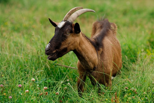 L'animale della capra pascola in estate sull'erba