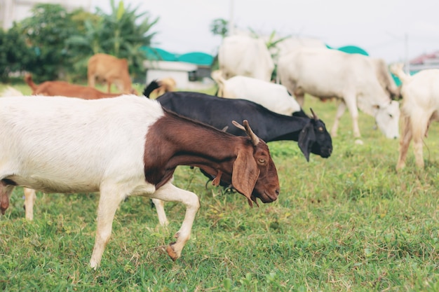 Goat are eating on field.