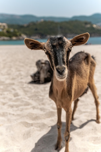 Foto capra sulla spiaggia bella vraka sivota thesprotia grecia