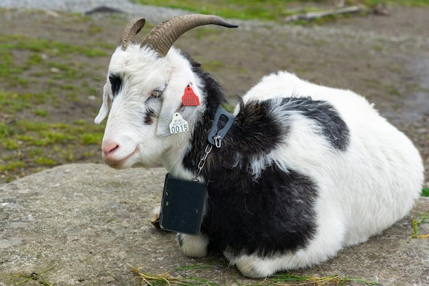 Goat in the city of Bergen in Norway