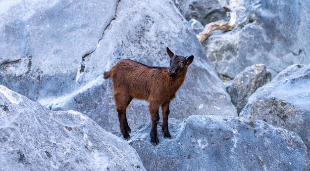 Goat climbing a rocky mountain