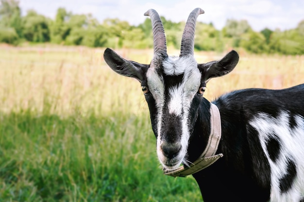 Goat close-up on green grass.