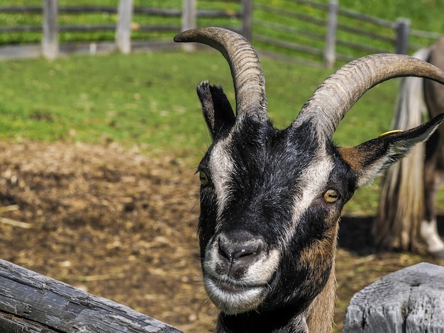 Goat close up portrait looking at you