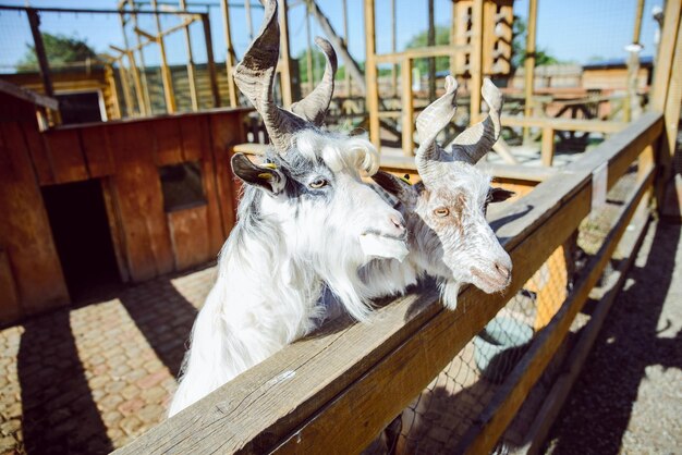 Goat close up zoo life farming