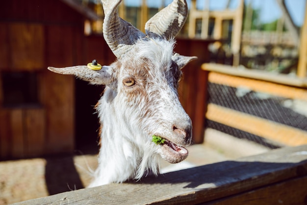 Goat close up zoo life farming