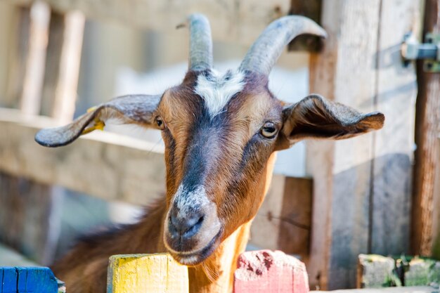 goat closeup at the farm