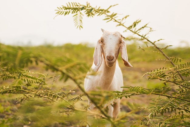 Goat eating grass in the green meadow