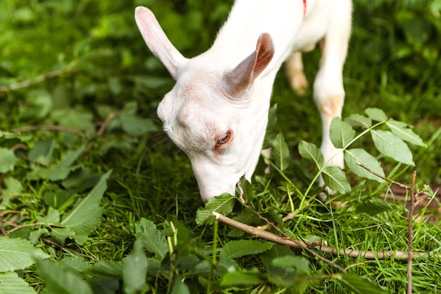 Goat eating leaves grass in the forest village meadow field grassland. Mammal animal chewing plants