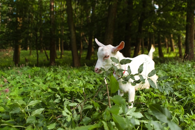 Goat eating leaves grass in the forest village meadow field grassland. Mammal animal chewing plants