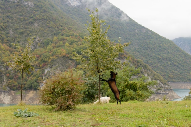 Goat eating tree