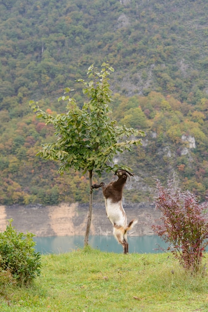 Capra che mangia albero