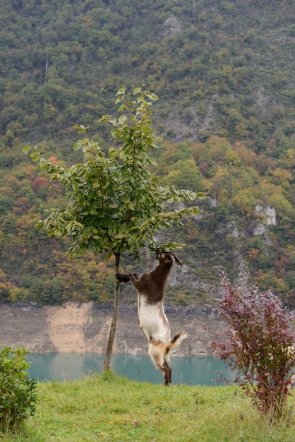 Goat eating tree