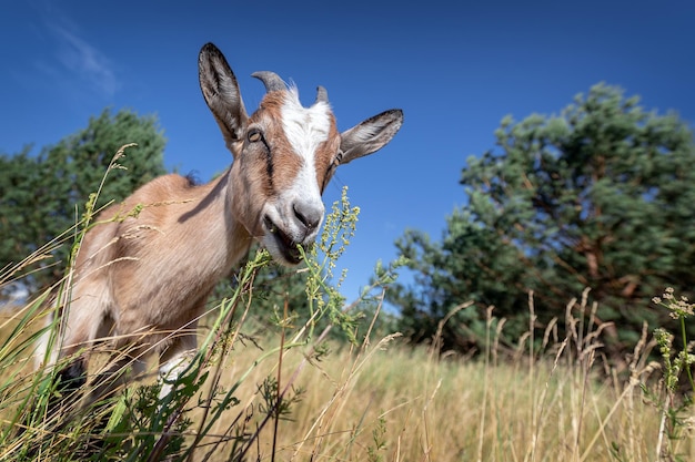 Foto una capra mangia piante rare in una calda giornata estiva in uno splendido paesaggio naturale