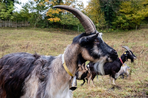 Goat on a farm in the village.