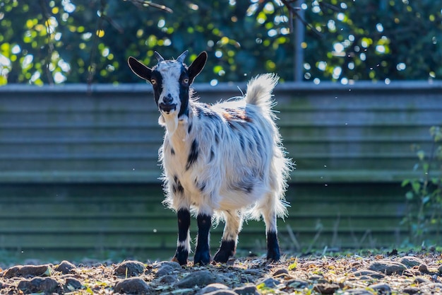 Photo goat in the farm