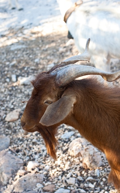 Capra nella fattoria