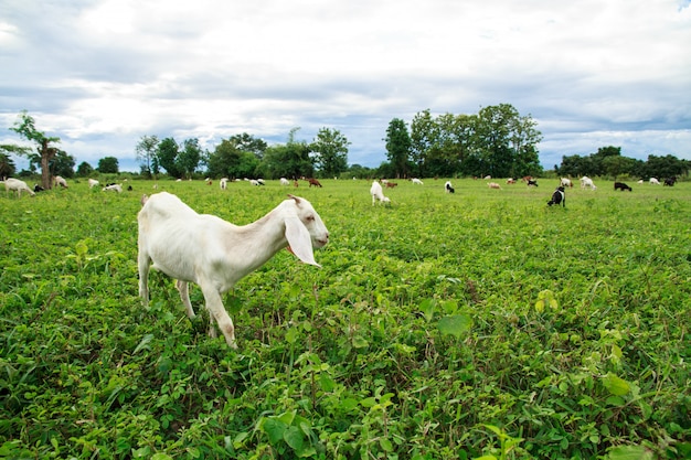 Goat farm