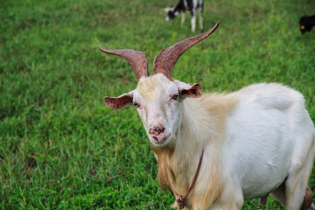 Goat farm