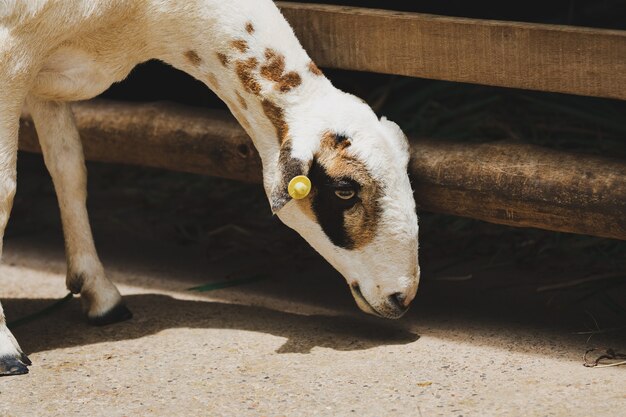 Photo goat in farm