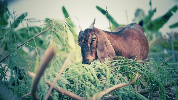 写真 ヤギの飼料用植物