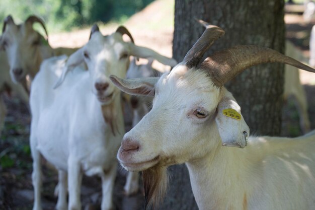 Photo goat in field