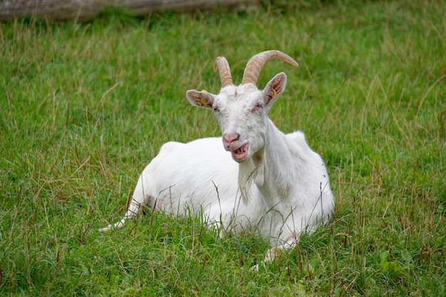 Photo goat in a field