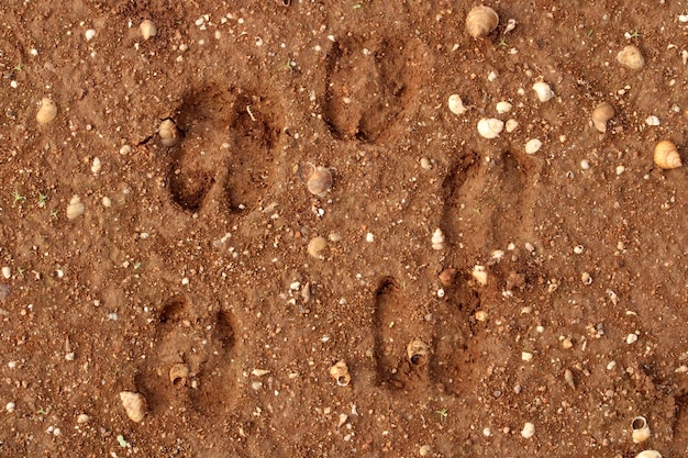 Goat Footprints on Wet Ground