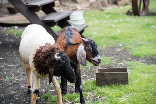 Goat and friend in the farm at Phetchabun province