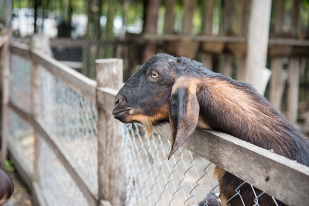 Goat and friend in the farm at Phetchabun province