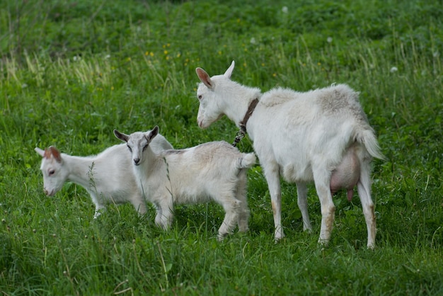 Goat and goat kid Herd of farm goats White goat with kids