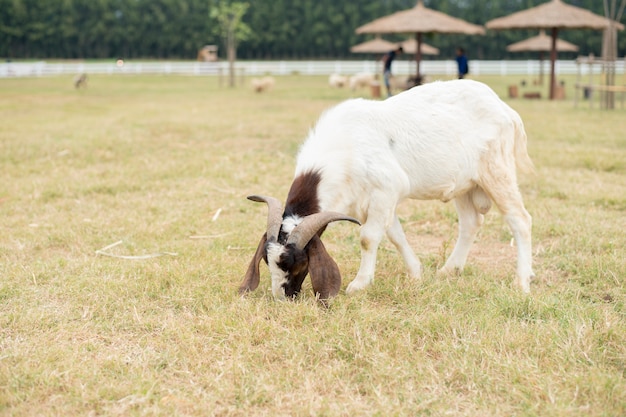 Goat on grass field