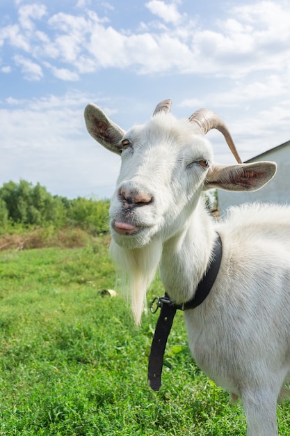 Goat on the grass