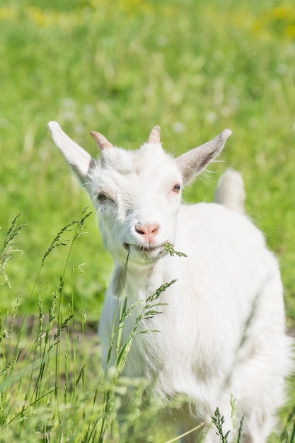 Goat on the grass