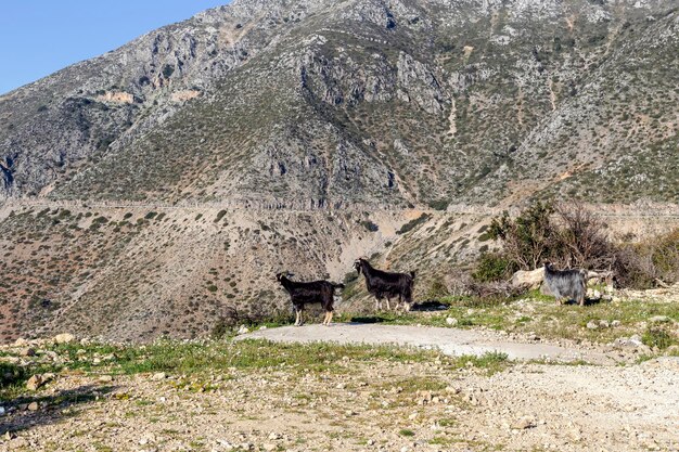 Foto la capra pascola lungo la strada in montagna