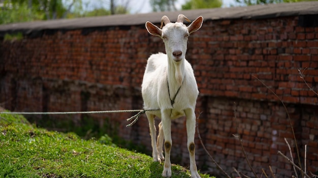 A goat grazes in the countryside A tethered goat grazes on the lawn A white goat was grazing in a meadow