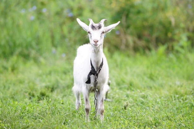 goat grazes on a green meadow