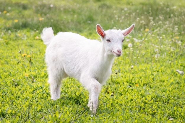 goat grazes on a green meadow