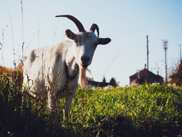 A goat grazes in a meadow in the village in autumn.