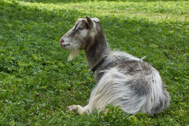 A goat grazes in a meadow