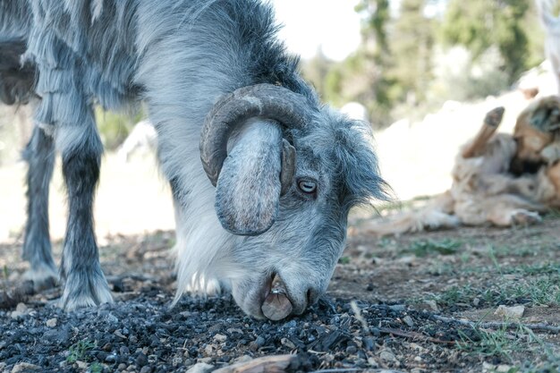 Photo goat grazing alone on the mountain